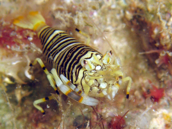  Gnathophyllum americanum (Striped Bumblebee Shrimp, Striped Harlequin Shrimp)